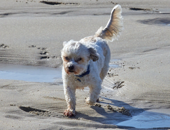 White dog on beach The image shows a white dog walking on a sandy beach during the afternoon in early spring. The coast featured is Sennen Cove in Cornwall, located in the United Kingdom. Natural elements such as wet sand, shallow pools of water, and the dog's footprints are visible, highlighting the beach setting. This landscape photograph captures the interaction of dogs with nature along the famous Cornwall coastline.